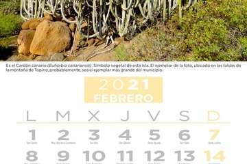  Telde pone en valor su patrimonio vegetal con un almanaque con los árboles más singulares/TA.